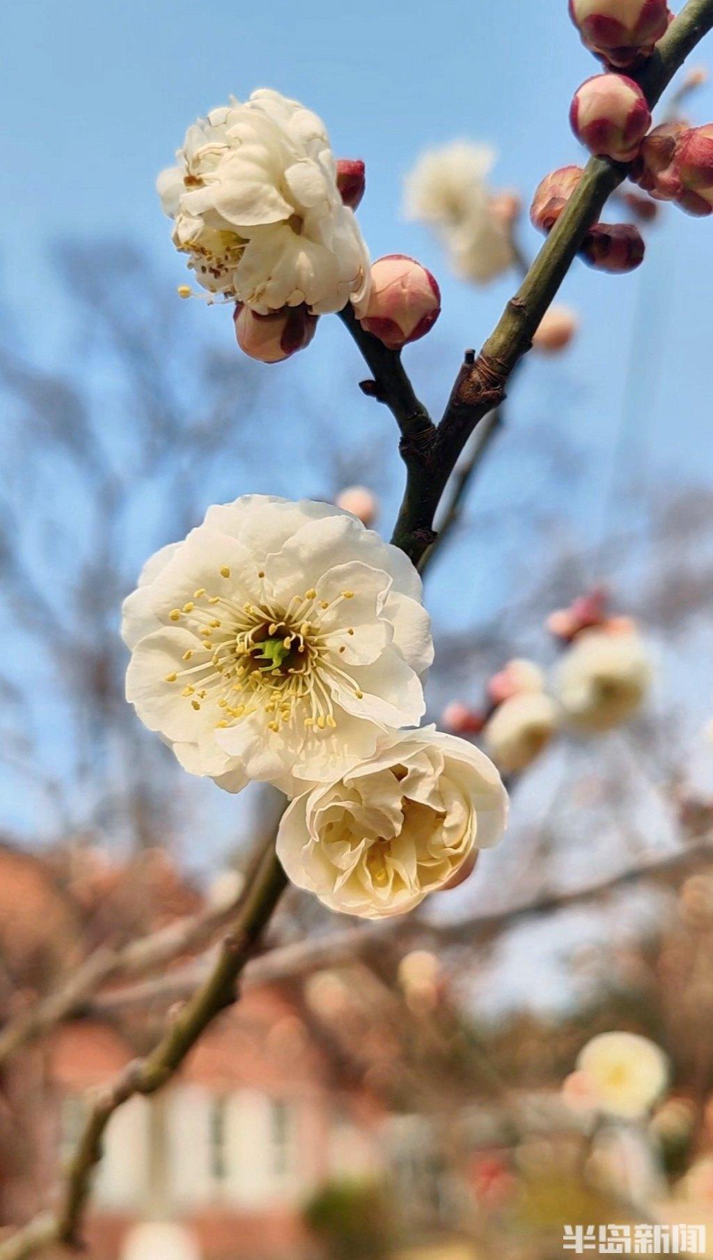 青岛中山公园梅花园逐渐迎来盛花期-半岛网