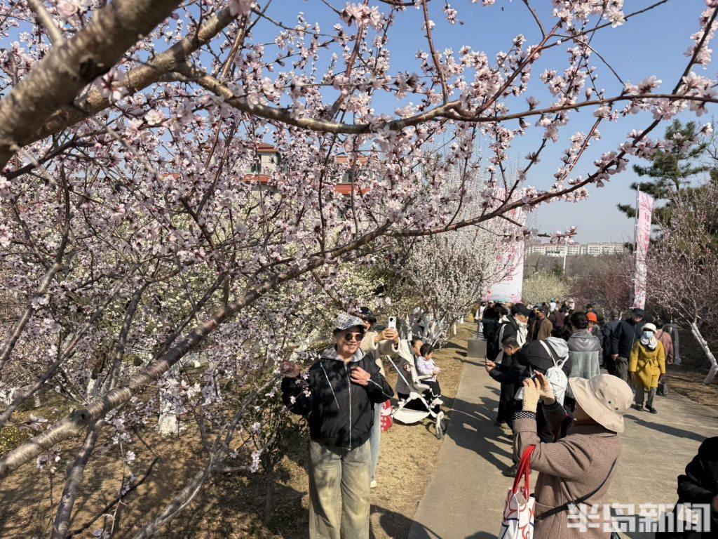 春日天花板!第二届青岛赏花节启幕,2万株梅花绽放+10条春游线路,美到窒息-半岛网