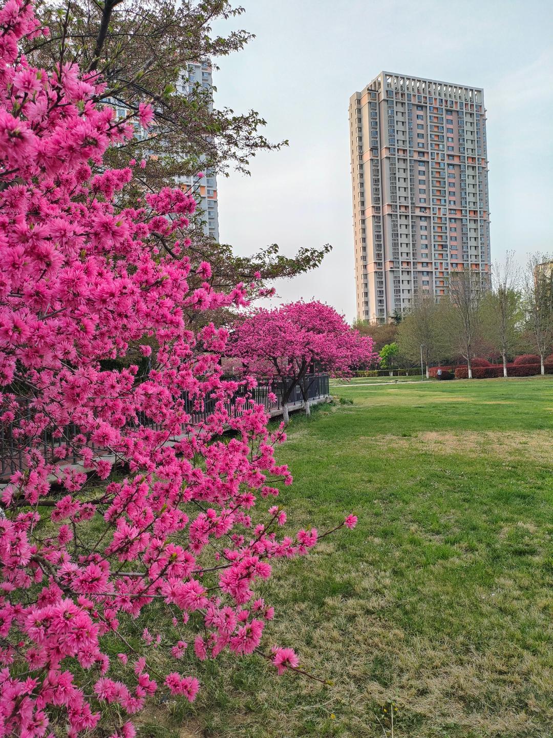 美出圈!青岛这个宝藏小区藏不住了!百花齐放宛如城市公园,春日打卡超出片-半岛网