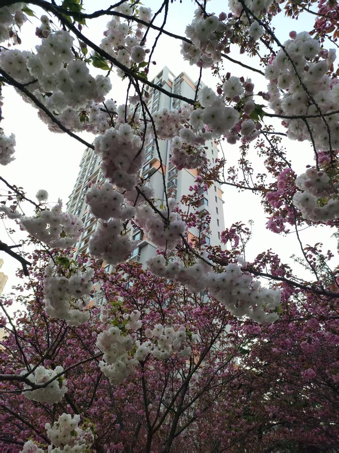 美出圈！青岛这个宝藏小区藏不住了！百花齐放宛如城市公园，春日打卡超出片-半岛网