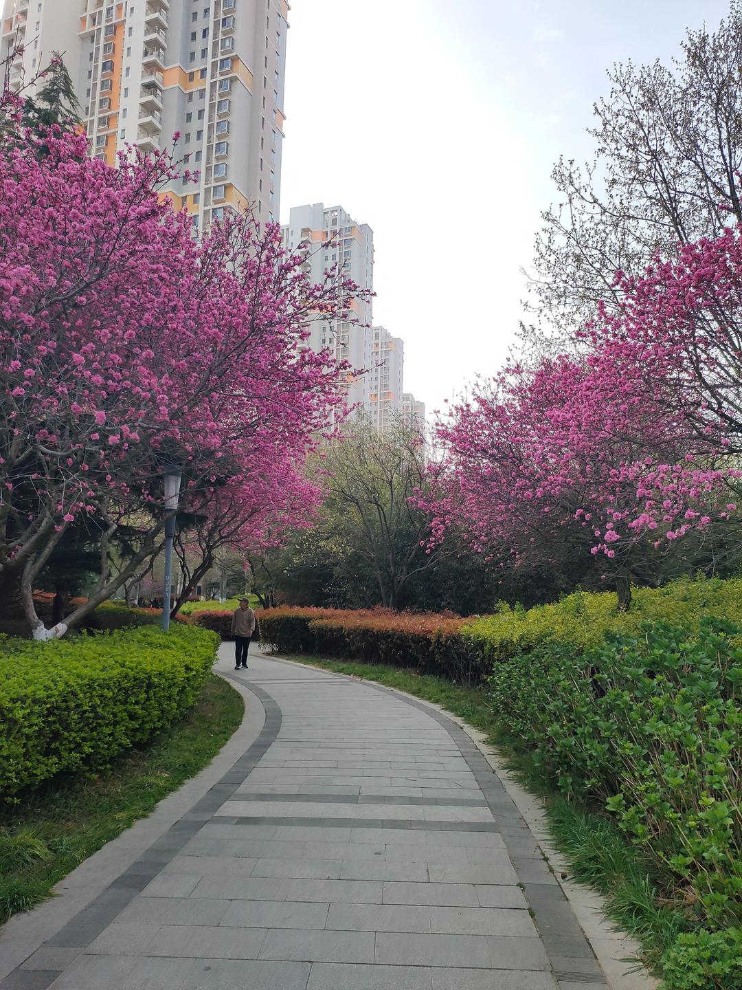 美出圈！青岛这个宝藏小区藏不住了！百花齐放宛如城市公园，春日打卡超出片-半岛网