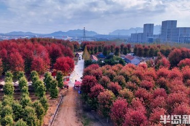 张家楼红枫林进入最佳观赏期
